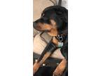 Adopt Tayla a Black - with Tan, Yellow or Fawn Rottweiler / Mixed dog in
