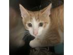 Adopt RASCAL a Orange or Red (Mostly) Domestic Shorthair (short coat) cat in