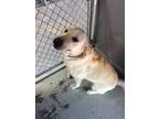 Adopt Colt a Tan/Yellow/Fawn Labrador Retriever / Mixed dog in Lebanon