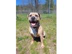 Adopt Memphis a Tan/Yellow/Fawn American Pit Bull Terrier / Mixed dog in Gwinn