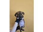 Adopt Small a Black American Pit Bull Terrier / Mixed Breed (Medium) / Mixed