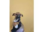 Adopt Siciliana a Black American Pit Bull Terrier / Mixed dog in Knoxville