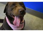 Adopt Milly a Brown/Chocolate Labrador Retriever / Mixed dog in Millersburg