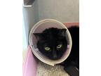 Adopt Gibby a All Black Domestic Shorthair / Domestic Shorthair / Mixed cat in