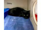 Adopt Gibby a All Black Domestic Shorthair / Domestic Shorthair / Mixed cat in