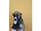 Adopt Shape a Black American Pit Bull Terrier / Mixed dog in Knoxville