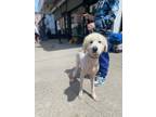 Adopt Mack a White Great Pyrenees / Mixed dog in Brooklyn, NY (41440278)