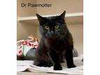 Adopt Dr. Pawmotter a Brown Tabby Domestic Longhair / Mixed Breed (Medium) /