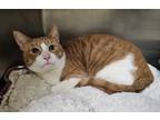 Adopt Socks a Orange or Red Domestic Shorthair / Domestic Shorthair / Mixed cat