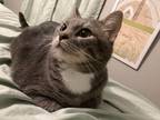 Adopt Marlee a Gray or Blue Domestic Shorthair / Domestic Shorthair / Mixed cat