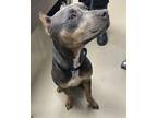 Adopt 18826 a Pit Bull Terrier / Mixed dog in Covington, GA (41440075)