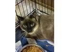 Adopt Brent a Tan or Fawn Siamese / Domestic Shorthair / Mixed cat in