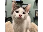 Adopt SOCKS a White (Mostly) Domestic Shorthair (short coat) cat in Royal Oak