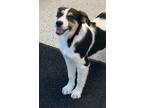 Adopt Fonzy a Black Australian Shepherd / Mixed dog in Glasgow, KY (40259147)