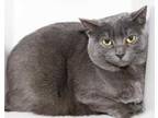 Adopt Snuffy a Gray or Blue Domestic Shorthair / Mixed Breed (Medium) / Mixed