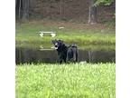 Adopt Remi a Black Labrador Retriever / Mixed dog in Midlothian, VA (41327414)
