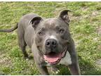 Adopt 2308-1615 Rambo a Gray/Silver/Salt & Pepper - with White Pit Bull Terrier