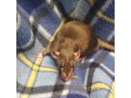 Adopt Ramen a Silver or Gray Rat / Rat / Mixed small animal in Hilliard