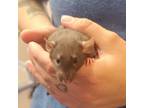 Adopt Rigatoni a Cream Rat / Rat / Mixed small animal in Hilliard, OH (41433926)