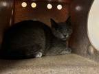 Adopt 300 Clary Dr. a Gray or Blue Domestic Shorthair / Domestic Shorthair /