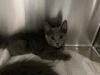 Adopt Shadow a Gray or Blue Domestic Mediumhair / Domestic Shorthair / Mixed cat