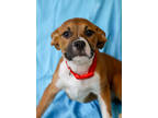 Adopt Holly a Brown/Chocolate Boxer / American Pit Bull Terrier / Mixed dog in