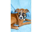 Adopt Dahlia a Brown/Chocolate Boxer / American Pit Bull Terrier / Mixed dog in