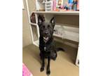 Adopt Cassette a Black Shepherd (Unknown Type) / Mixed dog in Knoxville
