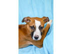 Adopt Jasmine a Brown/Chocolate Boxer / American Pit Bull Terrier / Mixed dog in