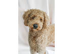 Adopt Oliver a Red/Golden/Orange/Chestnut Golden Retriever / Poodle (Standard) /