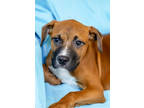 Adopt Tony a Brown/Chocolate Boxer / American Pit Bull Terrier / Mixed dog in