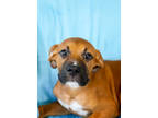 Adopt Felix a Brown/Chocolate Boxer / American Pit Bull Terrier / Mixed dog in