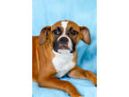 Adopt Violet a Brown/Chocolate Boxer / American Pit Bull Terrier / Mixed dog in
