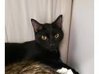 Adopt Mai a All Black Domestic Shorthair / Domestic Shorthair / Mixed cat in