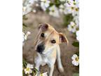 Adopt Maisie a Tan/Yellow/Fawn Feist / Mixed dog in Philadelphia, PA (41439844)