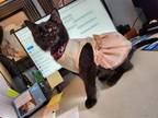 Adopt Sassy a All Black Domestic Shorthair / Mixed (short coat) cat in Herndon