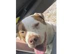 Adopt Ozi a White - with Brown or Chocolate Labrador Retriever / Bull Terrier /