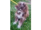 Adopt ADOPTION PENDING Amaretto a Brown/Chocolate - with Tan Bernedoodle /