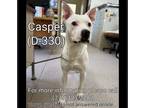 Adopt Casper a White - with Black Pit Bull Terrier / Mixed dog in Fallon