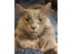 Adopt Freddie a Gray or Blue American Shorthair / Mixed (long coat) cat in