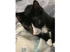 Adopt Spot a Black & White or Tuxedo American Bobtail / Mixed (short coat) cat