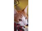 Adopt Pumpkin a Orange or Red Domestic Shorthair / Mixed (short coat) cat in