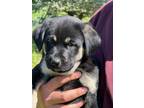 Adopt Emma a Black - with Tan, Yellow or Fawn German Shepherd Dog / Labrador