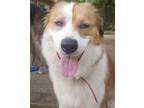 Adopt Karlie a White - with Brown or Chocolate Great Pyrenees / Border Collie /