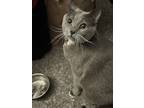 Adopt Jak a Gray or Blue American Shorthair / Mixed (short coat) cat in Winston