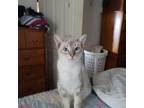 Adopt Cinders a Cream or Ivory (Mostly) Siamese / Mixed (short coat) cat in