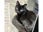 Adopt Juniper a All Black Domestic Mediumhair / Mixed (medium coat) cat in