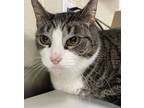 Adopt Maya Angelou (Bonded to Flora) a Gray or Blue Domestic Shorthair / Mixed