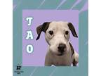 Adopt Tao a White Mixed Breed (Small) / Mixed Breed (Medium) / Mixed (short
