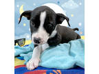 Adopt Buddy a Black Boston Terrier / Beagle / Mixed dog in Voorhees